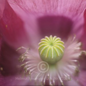 Schlafmohn