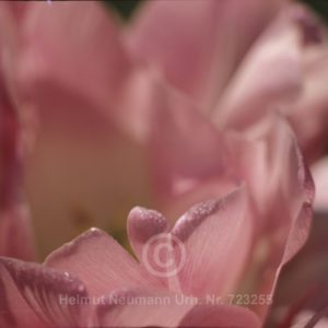 Tulpe