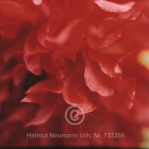 Mohn