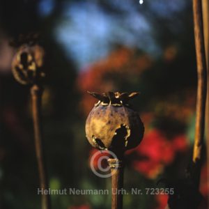 Mohn, Samenkapseln