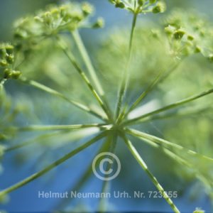 Fenchel