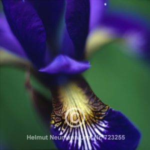 Wieseniris