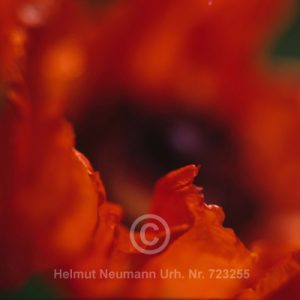 Mohn