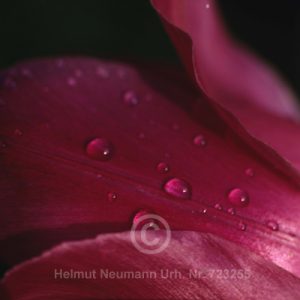 Tulpe
