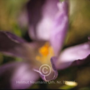 Krokus
