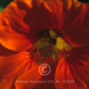 Kapuzinerkresse