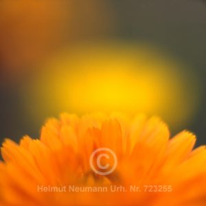 Ringelblume