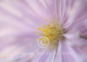 Aster