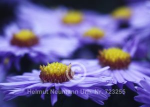 Aster