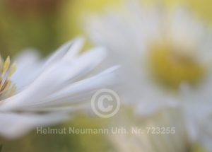 Aster 2