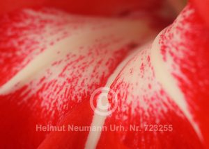 Gladiole