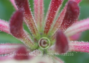 Geissblatt