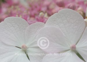 Hortensie