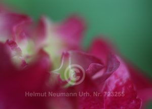 IMG 9183