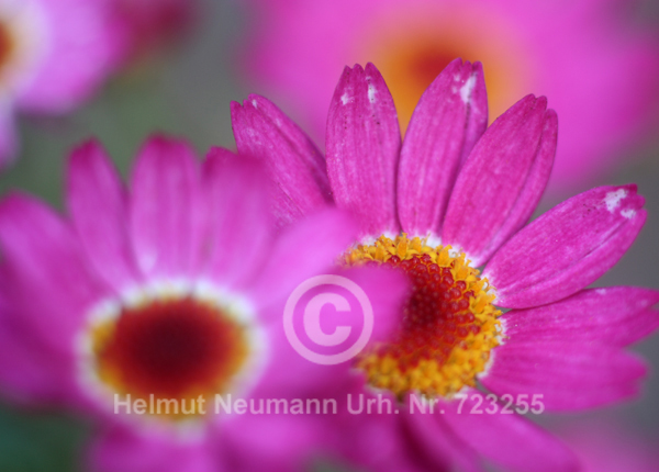 057 Margerite, Chrysanthemum
