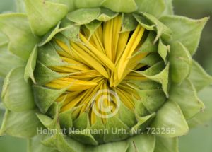Sonnenblume