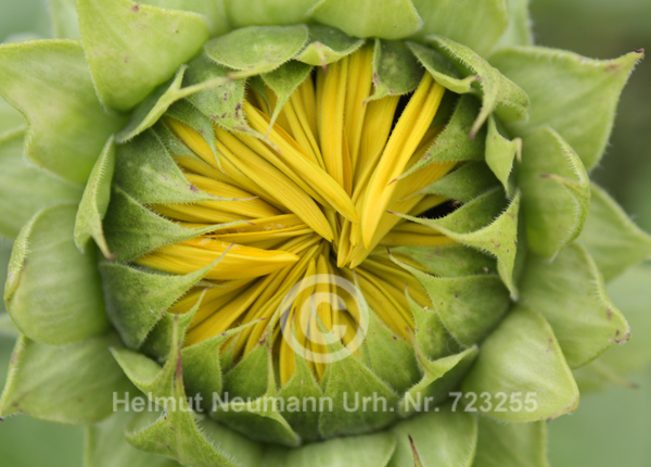 059 Sonnenblume, Helianthus