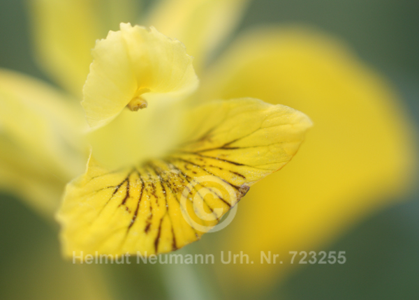 Sumpfschwertlilie, Iris pseudacorus