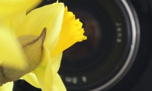 Helmut Neumann Blütenfotografie