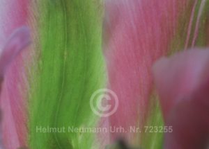 Tulpe