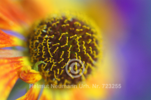 Sonnenbraut, Helenium
