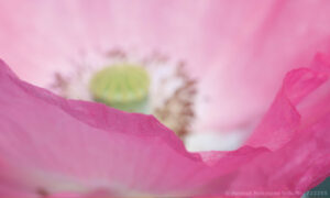 Mohnblüte