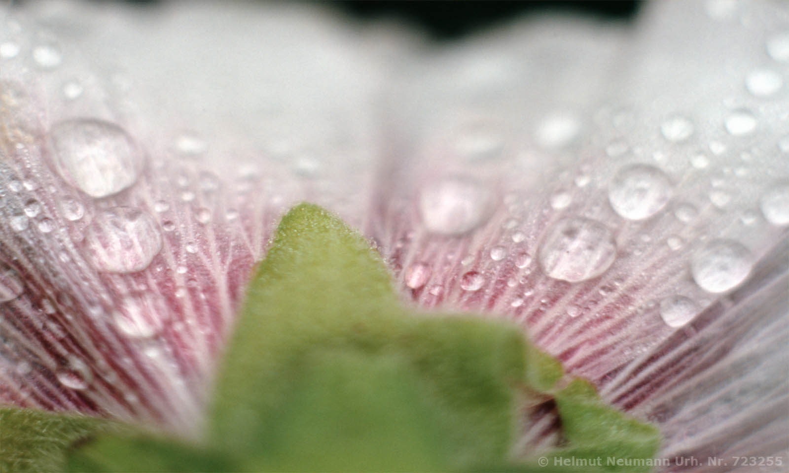 Blütenbild Stockrose
