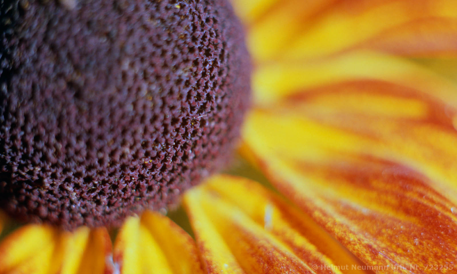 Blütenbild Sonnenbraut