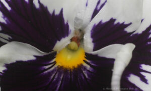Bild15