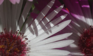 Bild5