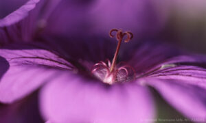 Bild8