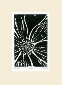 Cosmea