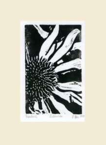 Echinacea