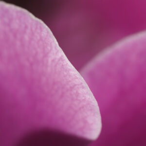 Gladiole