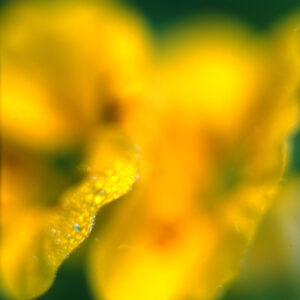 Kürbisblüte