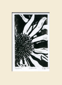 A/W Linoldruclk Echinacea