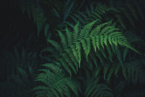 nick cooper 731773 unsplash
