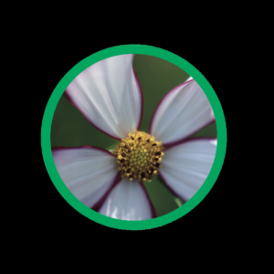 Blumenlogo2