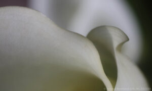 Calla