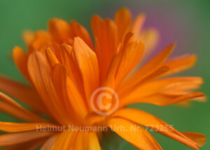 Ringelblume, Calendula