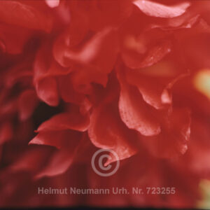 Mohn