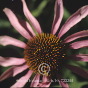 Echinacea