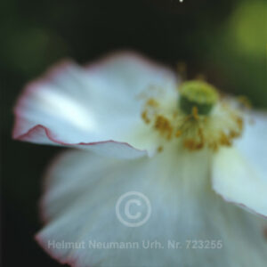 Mohn