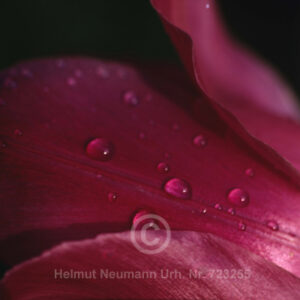 Tulpe