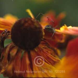 Spinne auf Sonnenbraut