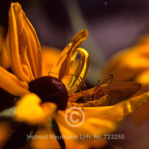 Einjähriger Sonnenhut mit Spinne