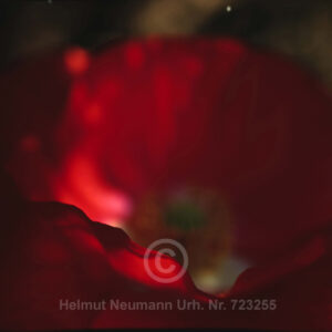 Mohn