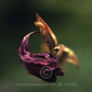 Gladiole