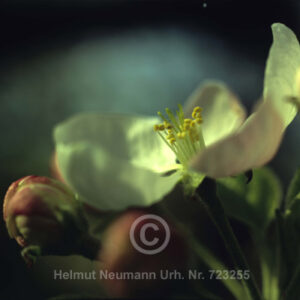 Apfelblüte