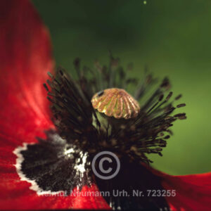 Klatschmohn